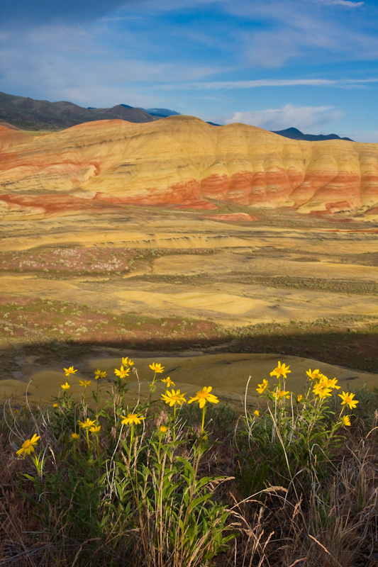 Wildflowers And The Painted Hills